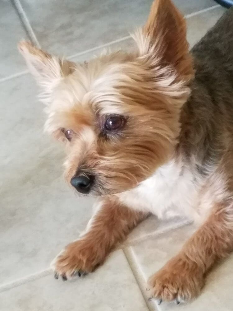 Sylvia’s Riley ⋆ It's a Yorkie Life