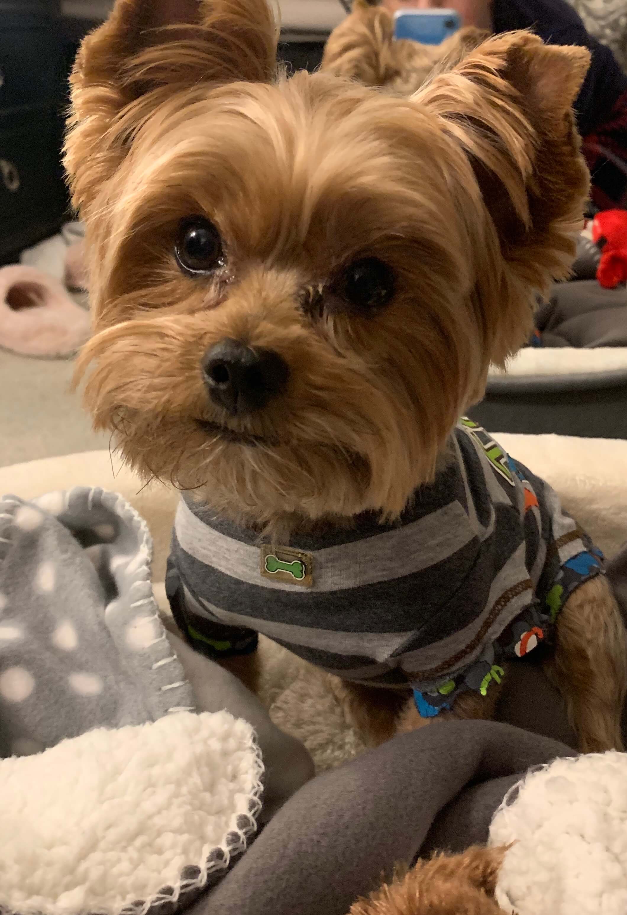 Rachel’s Casey ⋆ It's a Yorkie Life