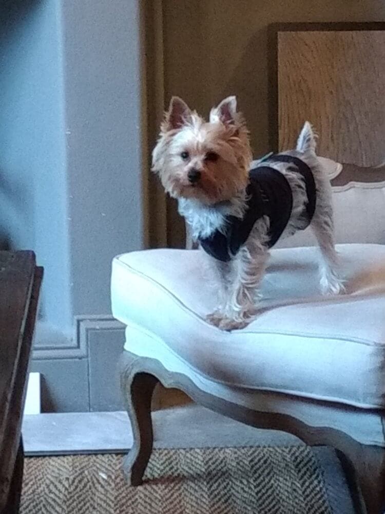 Buddy-in-Chair