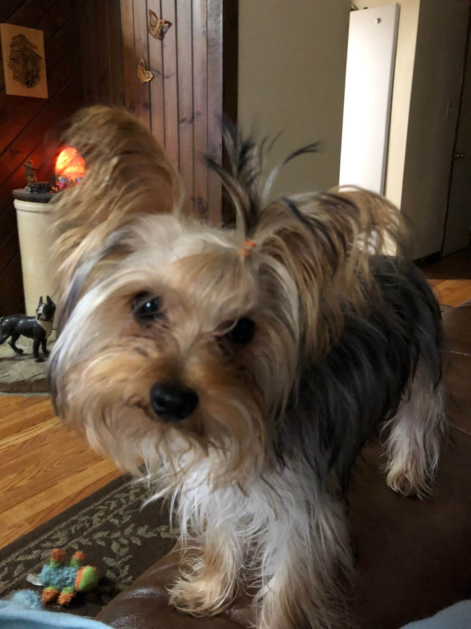 Virginia’s Zoey Marie ⋆ It's a Yorkie Life