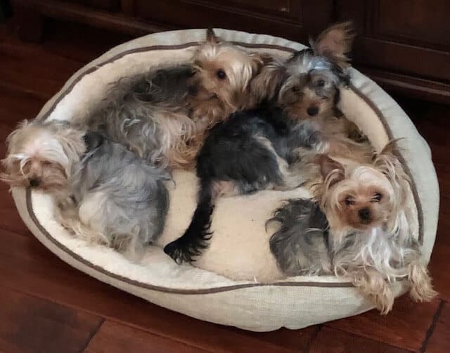 yorkies