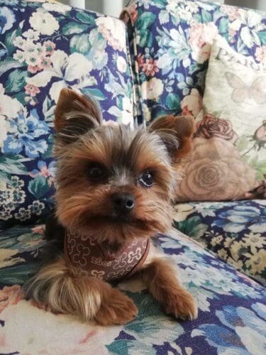 Phillip’s Chewbacca (Chewie) ⋆ It's a Yorkie Life