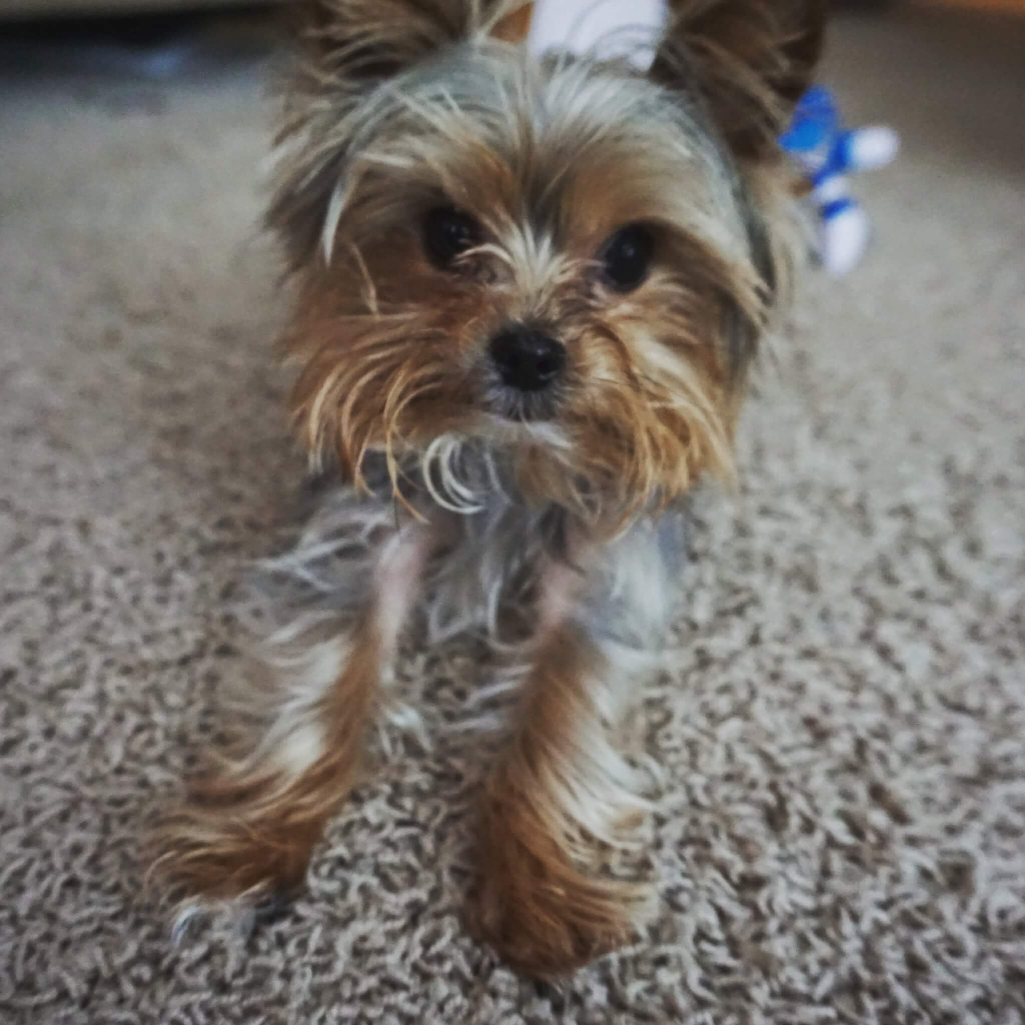 Jenny’s Evie Marie ⋆ It's a Yorkie Life