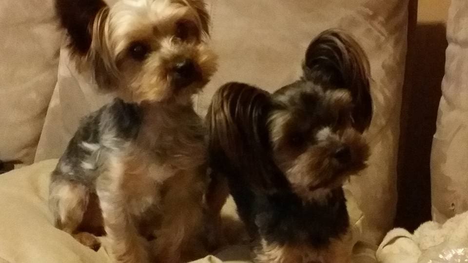 Susan's Sophie and Charlie ⋆ It's a Yorkie Life