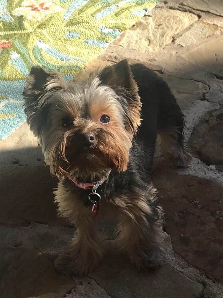 Casey’s Leila ⋆ It's a Yorkie Life