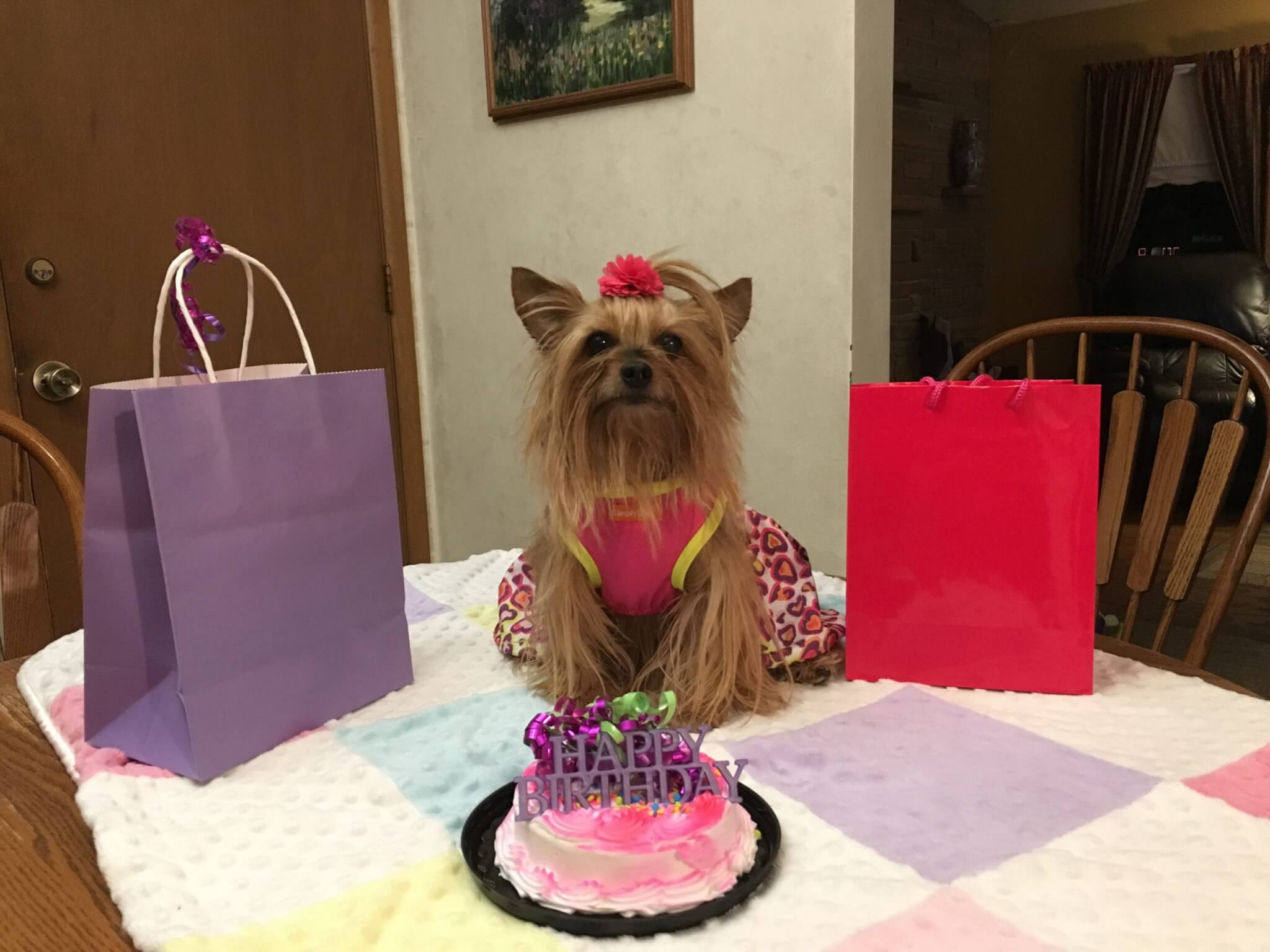 Melissa's Ziva ⋆ It's A Yorkie Life