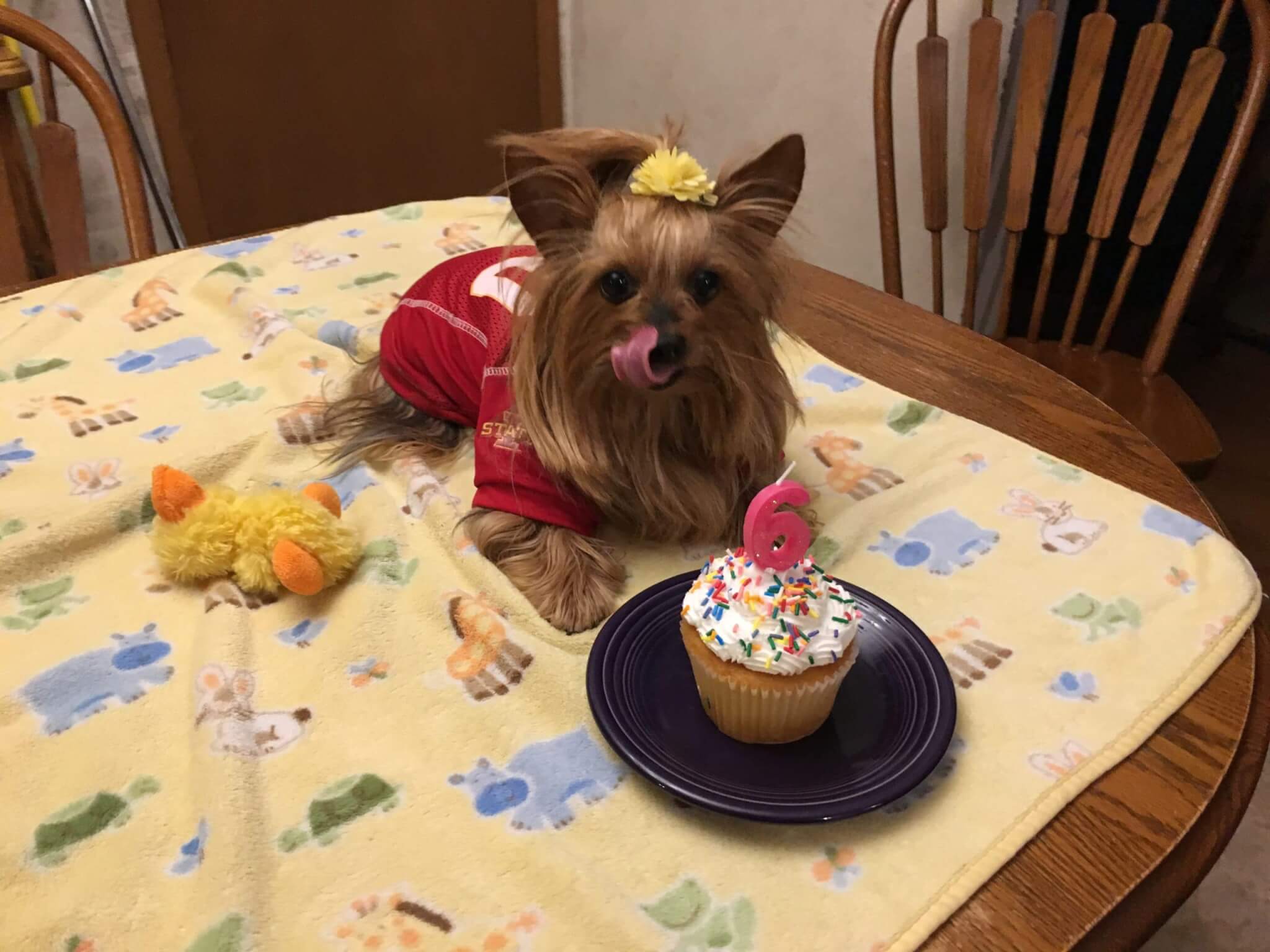 Melissa's Ziva ⋆ It's a Yorkie Life