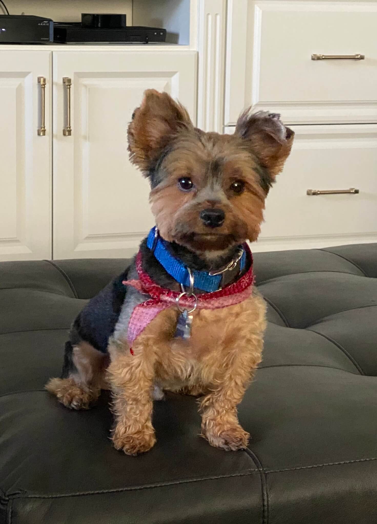 Airy's McKenzie AKA Mack Mack ⋆ It's a Yorkie Life