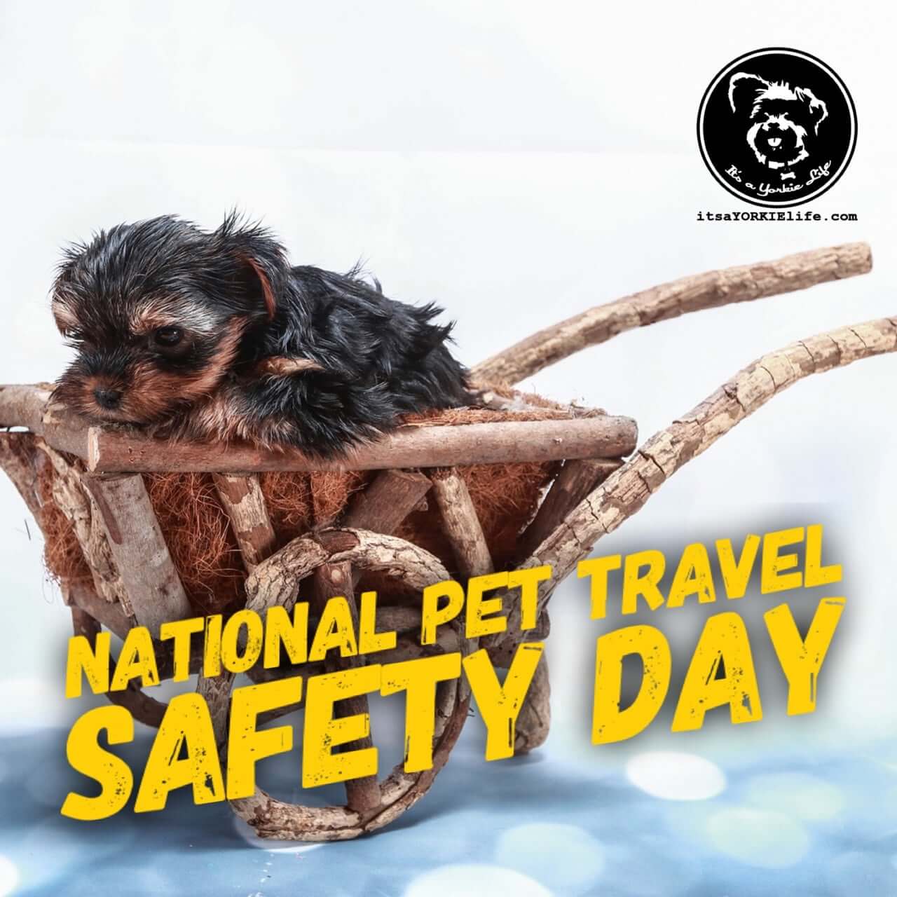 National Pet Travel Safety Day ⋆ It's a Yorkie Life