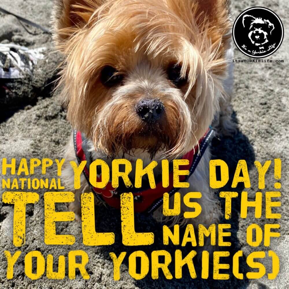 Happy National Yorkie Day! ⋆ It's a Yorkie Life