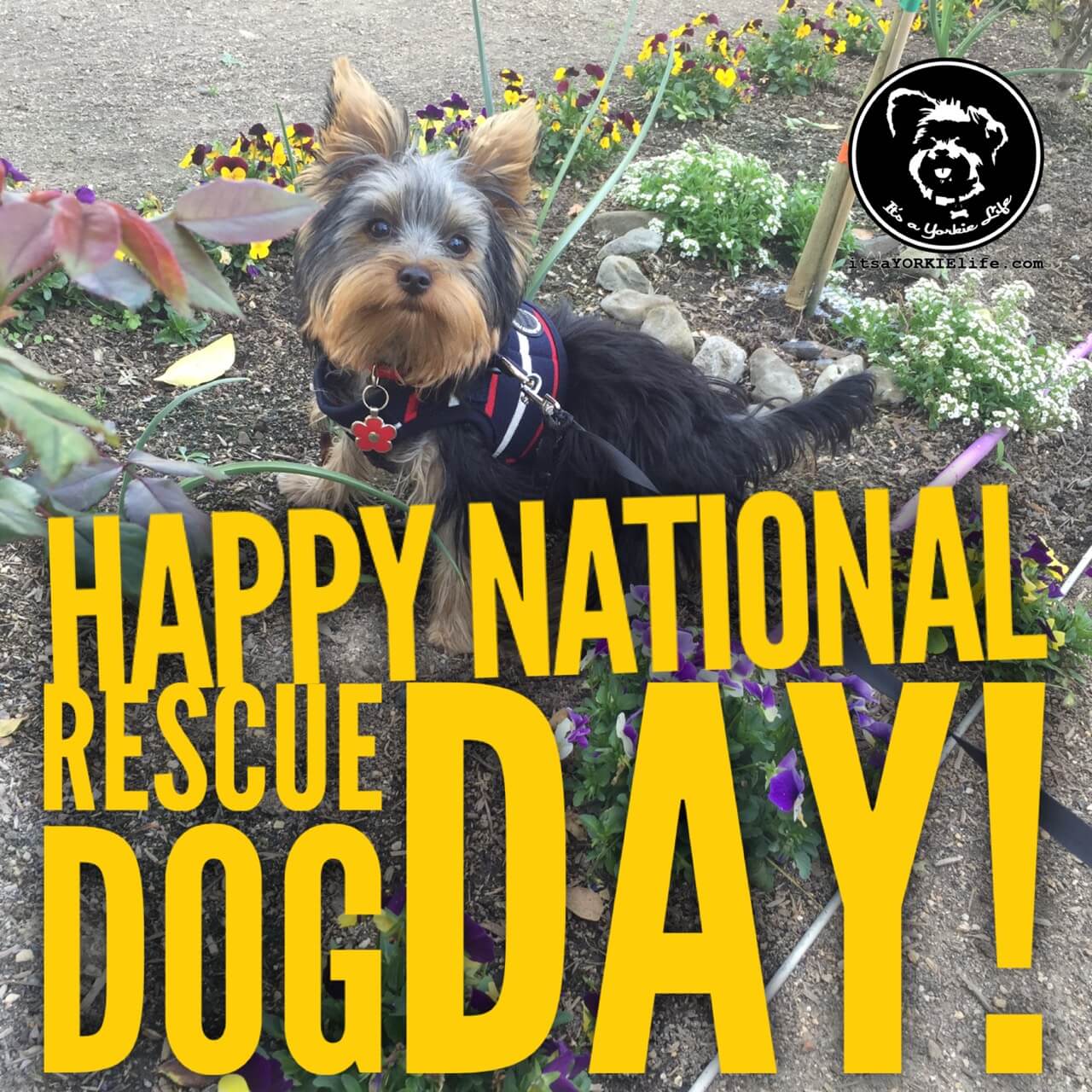 Happy National Rescue Dog Day! ⋆ It's a Yorkie Life