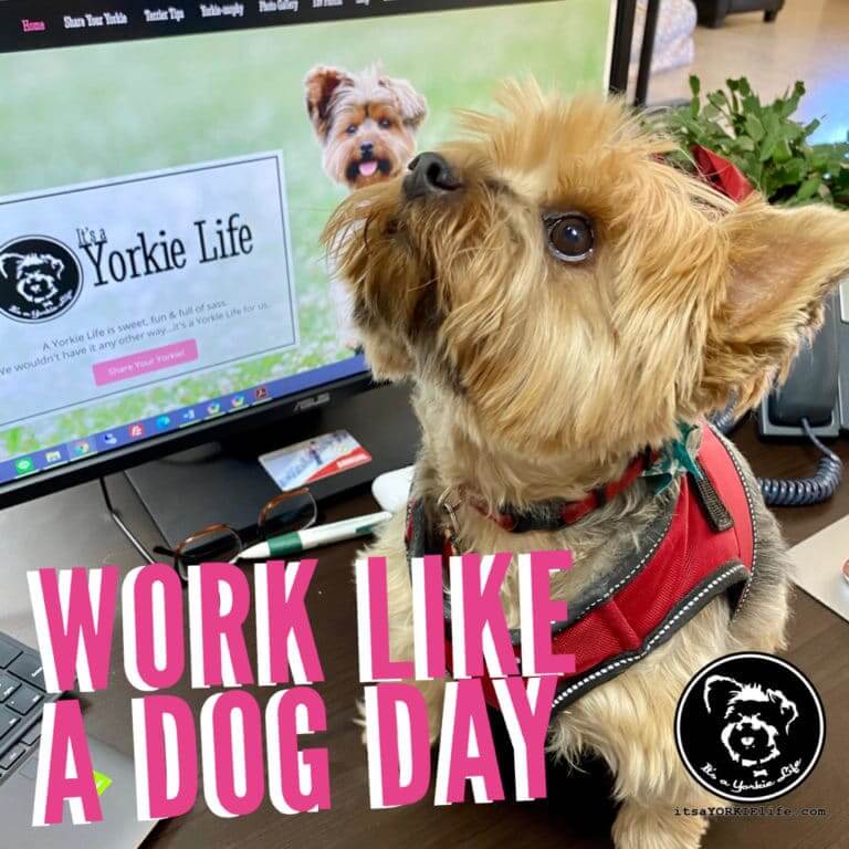 work-like-a-dog-day-it-s-a-yorkie-life