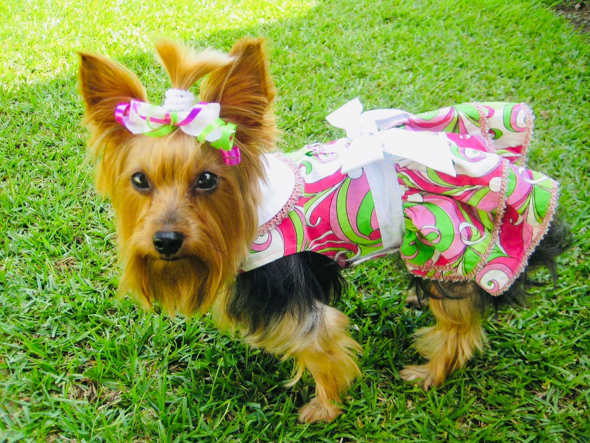 deedee-s-chloe-it-s-a-yorkie-life