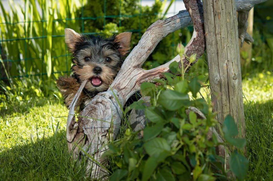 teething
