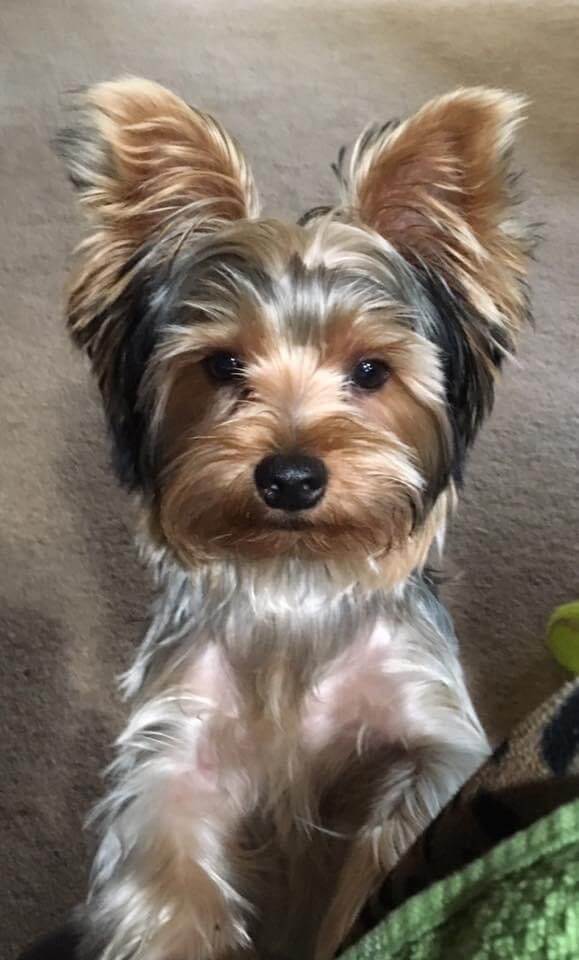 Vaughn's Charlie Brown ⋆ It's a Yorkie Life