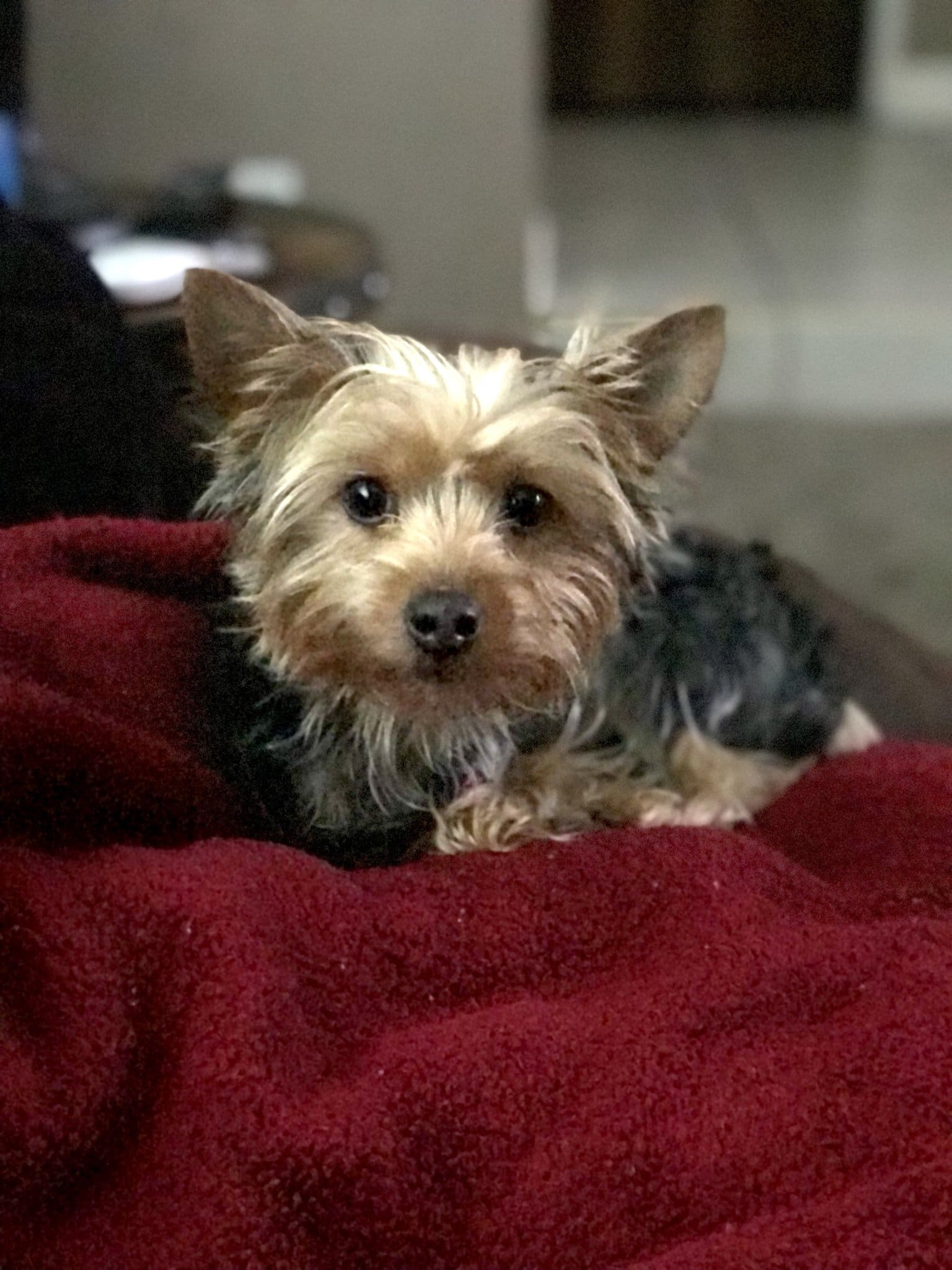 Posts ⋆ It's a Yorkie Life